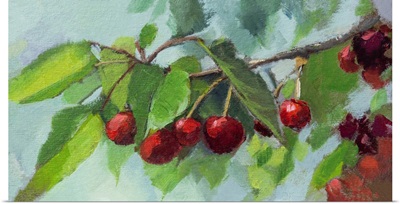 Ripe Cherries
