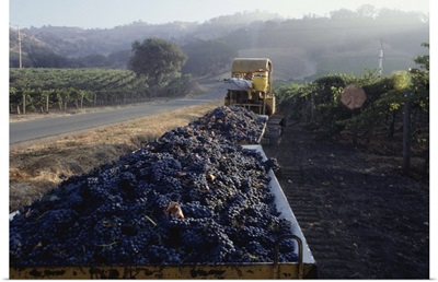 Ripe grapes in wagons, Napa Valley, California, USA