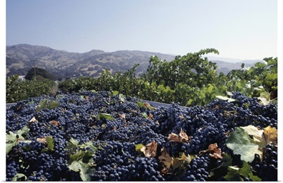 Ripe grapes, view of Napa Valley in background, CA, USA