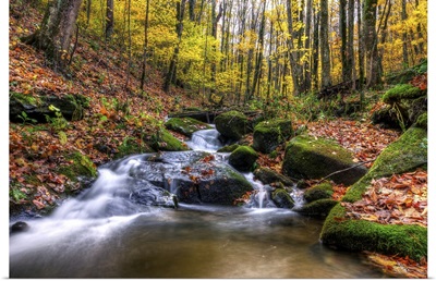 Roan mountain stream in fall