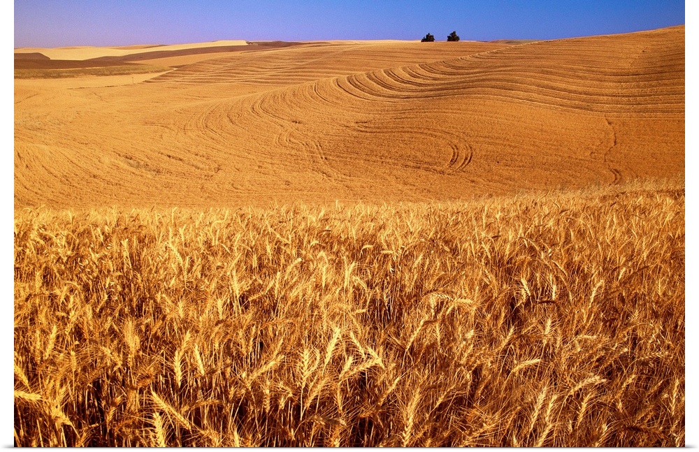 Original caption: A wheat field in eastern Washington at harvest time.