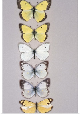 Row of butterflies