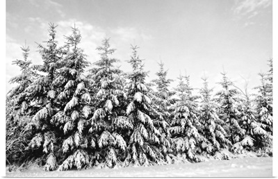 Row of evergreen trees are laden with snow in winter, Canada.
