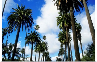 Row of palm trees against blue sky in Beverly Hills, California