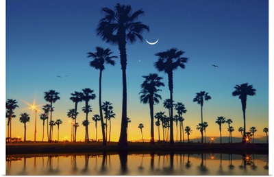 Row of palm trees and half moon over palm tree.