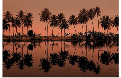 Row of palm trees during sunset at Kumarakom, India.