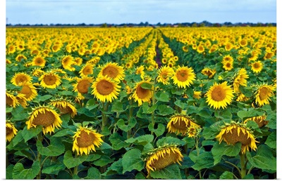Rows of sunflowers in France.