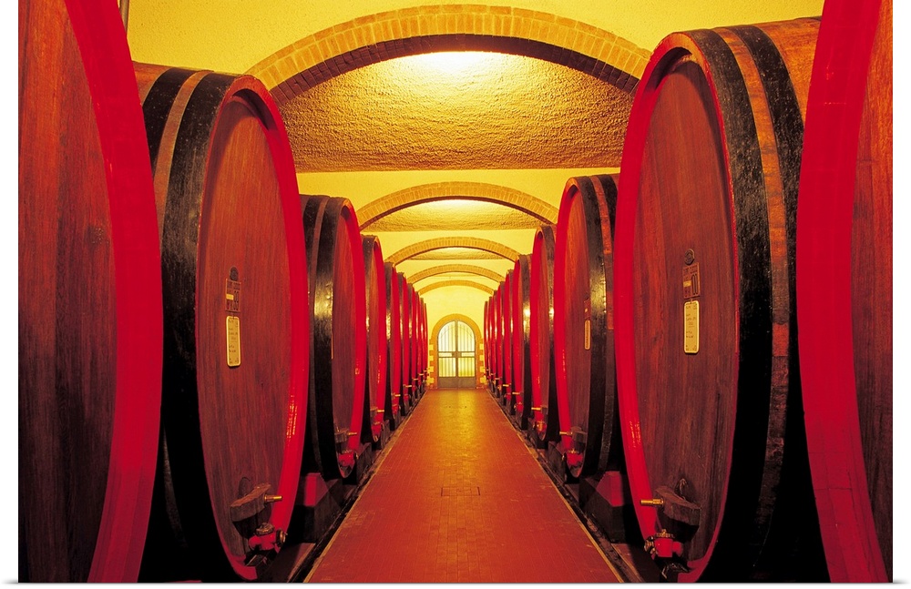 Huge photograph showcases a couple lines of giant barrels containing fermented grape juice extending down the hallway of a...