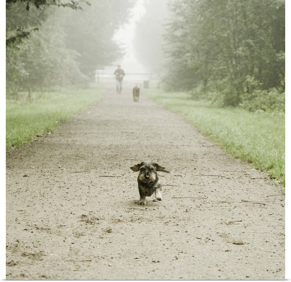 Dachshund dog running on path of woods.