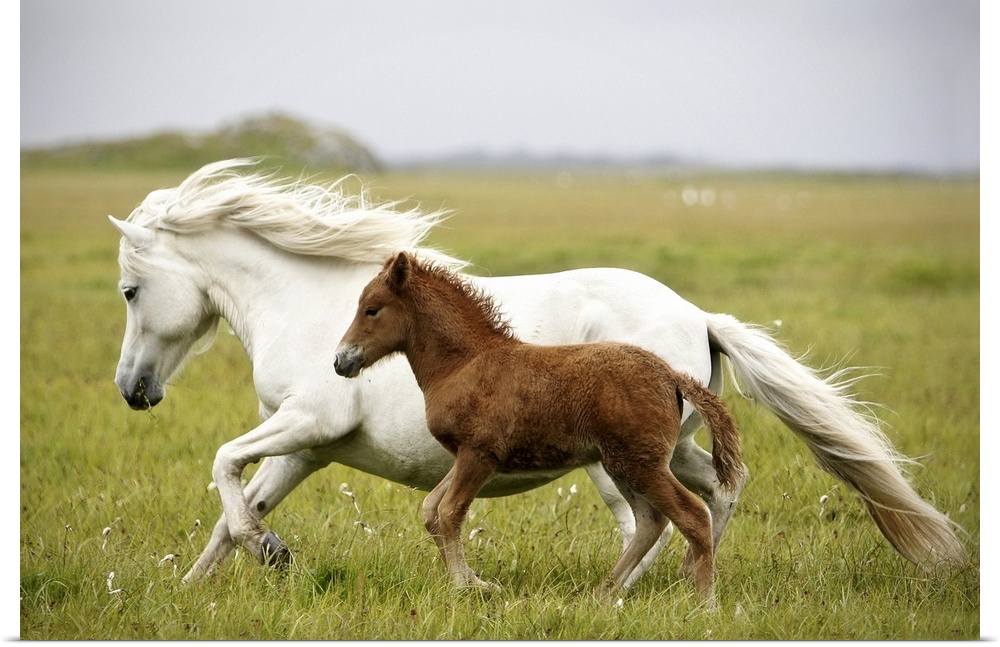A white horse runs through an open field with its offspring running beside her.