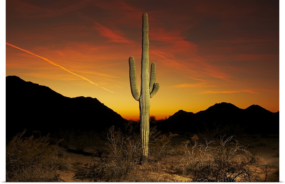 Saguaro cactus at sunset