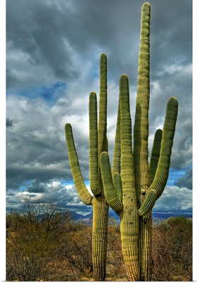 Saguaro sentinels, Tucson, Arizona