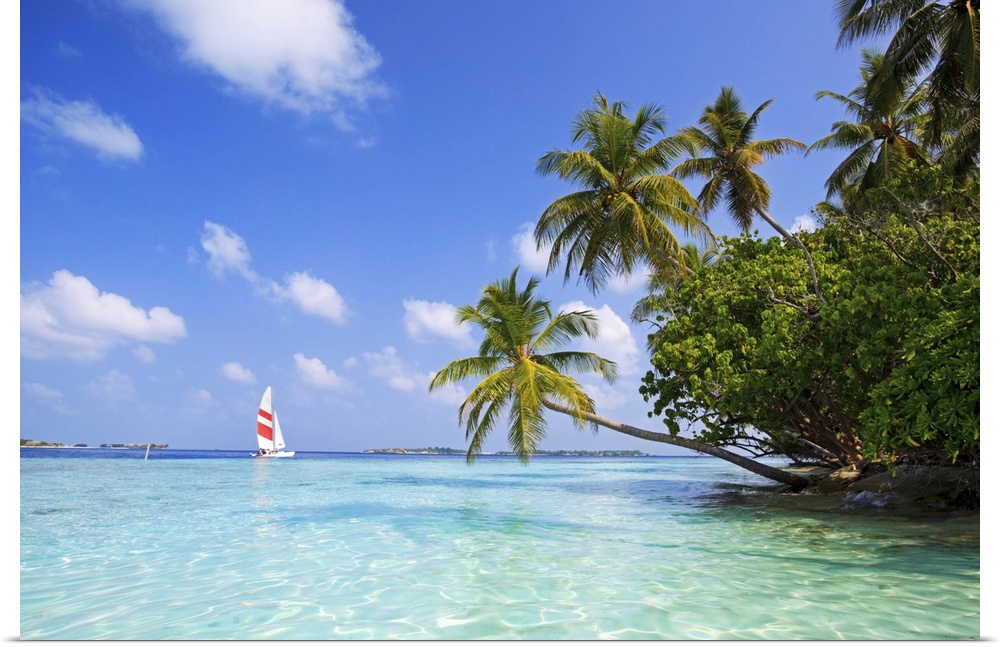 Big, landscape photograph of palm trees swaying over the clear blue waters of the Indian Ocean.  A sail boat in the backgr...