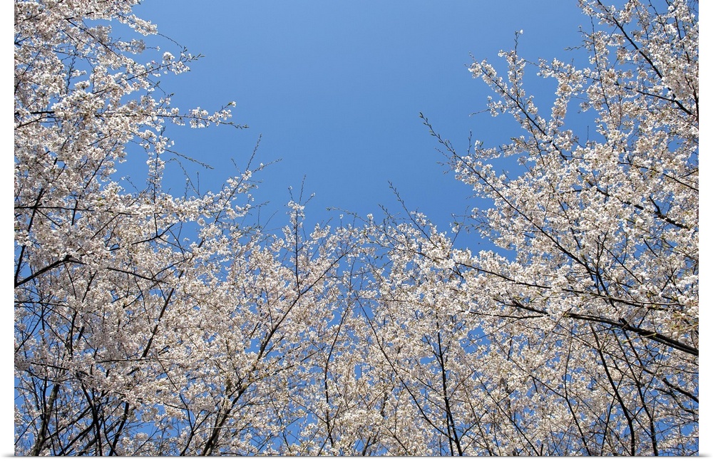 Sakura blossom against blue sky.