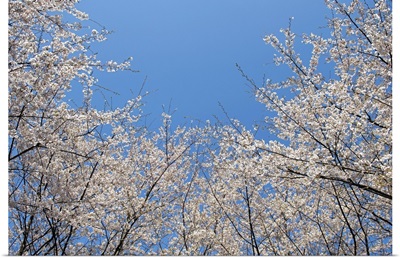 Sakura blossom against blue sky.