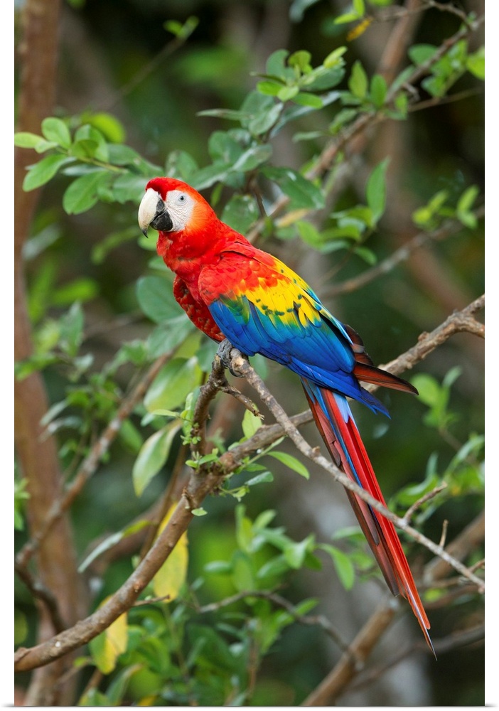 Costa Rica, Guanacaste Province, Canas, Scarlet Macaw (Ara macao) resting on perch in tree