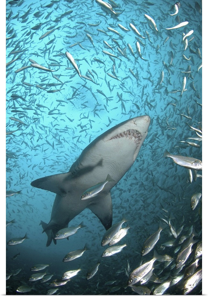 Taken underwater at Cape Infanta at the mouth of the Breede River.School of baitfish