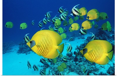 School of Butterfly Fish Swimming on the Seabed
