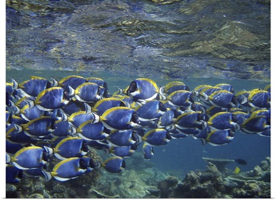 school of surgeonfish in the Maldivian sea, swimming over the reef barrier