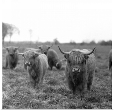 Scottish highland cattle on field, Northern Germany.