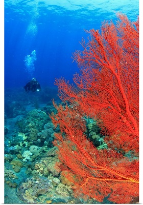 Scuba diver, brilliant red sea fans (Melithaea sp,), Komba Island, Flores Sea, Indonesia