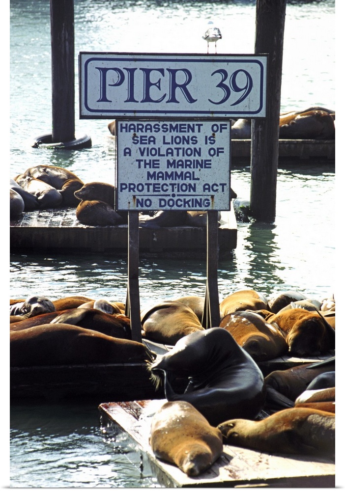 USA, California, San Francisco, Sea lions on pier at harbour