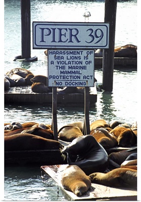 Sea lions on pier at harbour
