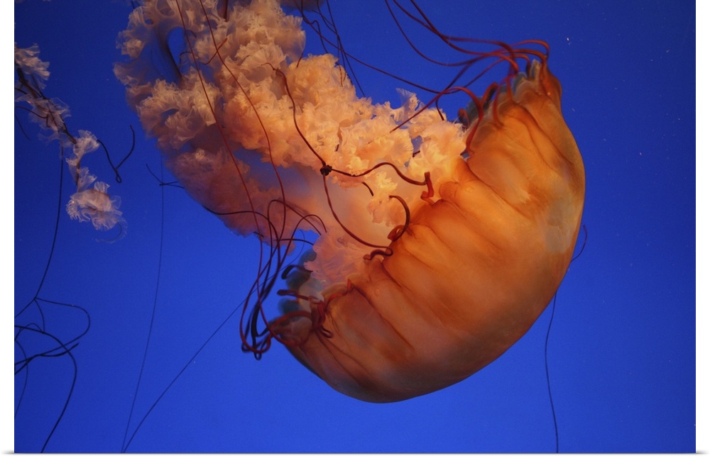 Sea nettle jellyfish.