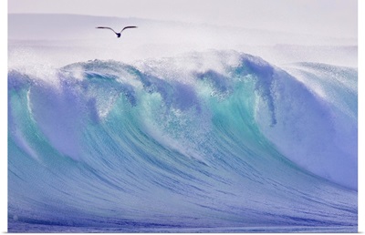 Seagull flying over wave breaking at Greenly Beach, Eyre Peninsula, South Australia.