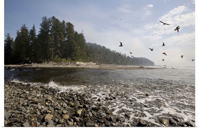 seagulls flying over seashore
