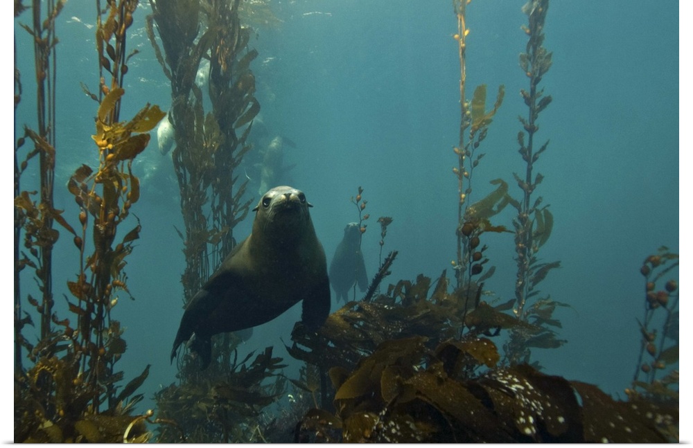 Juvenile sea lion under water at Anacapa Island in Channel Islands National Park.