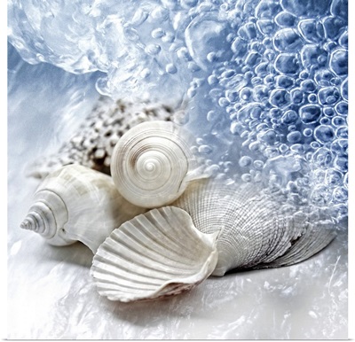 Seashells washed ashore