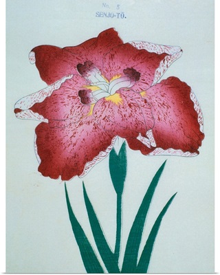 Senjo-To Book Illustration Of A Red Iris