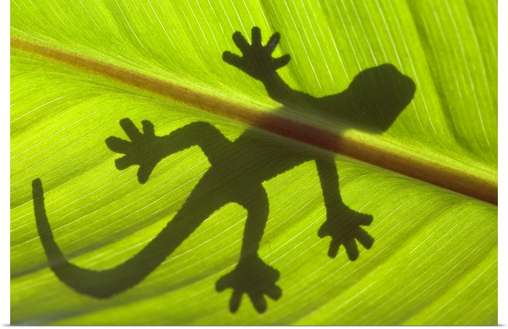Shadow of a gecko on a leaf