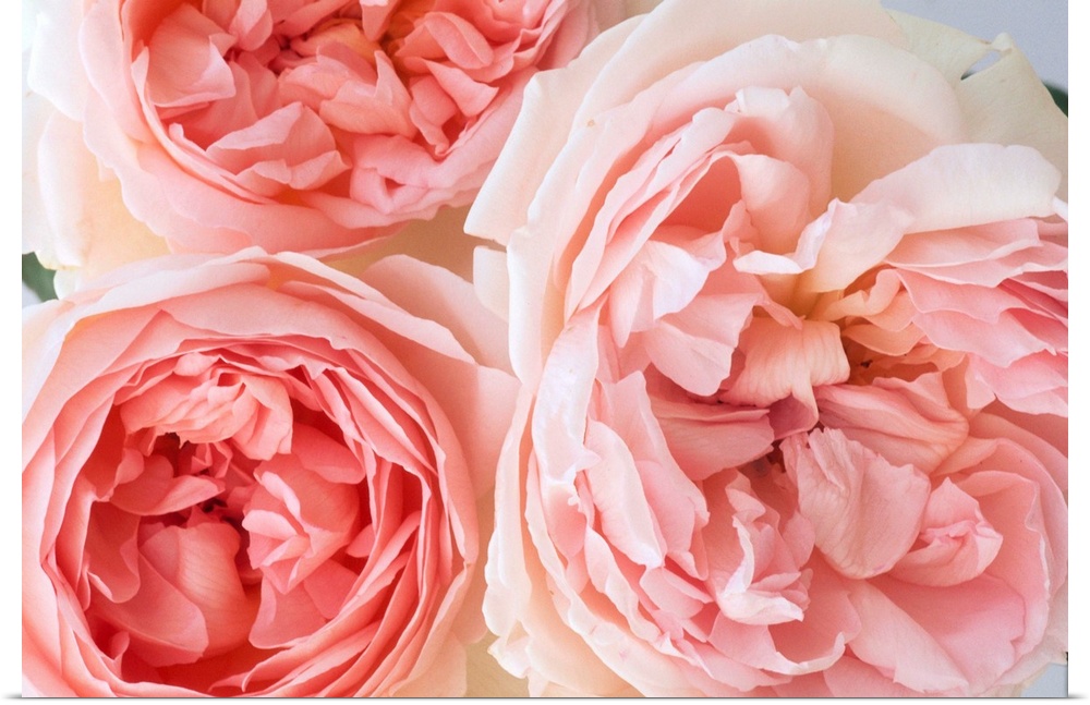 Pink Sharifa English roses developed by David Austin.