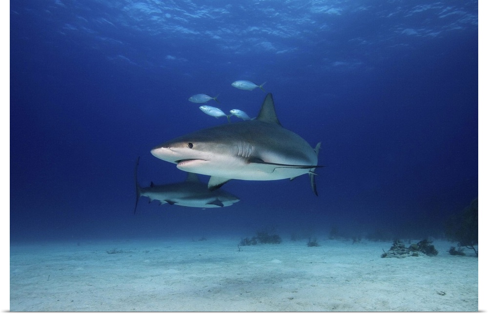Sharks in underwater in Bahamas.