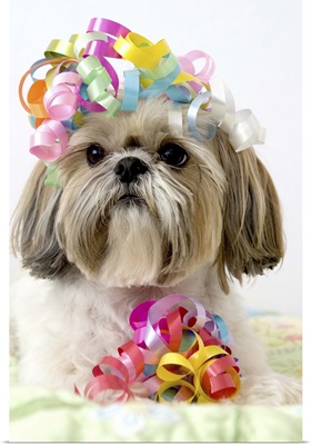 Shi Tzu dog with curly ribbons on head and by front paws