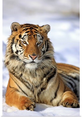 Siberian Tiger, Panthera tigris altaica, Asia, young male in winter