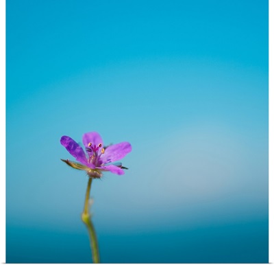 Side capture of little purple flower standing against blue sea and sky bokeh background.