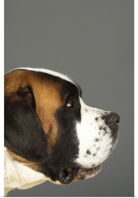 Side profile of a St. Bernard dog