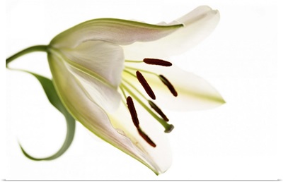 Side View of Single Lily Flower