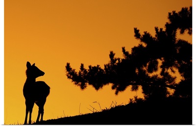 Silhouette deer on  mountain at sunset.