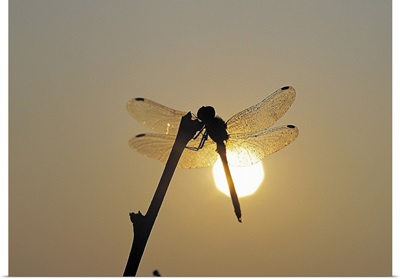 Silhouette of a dragonfly