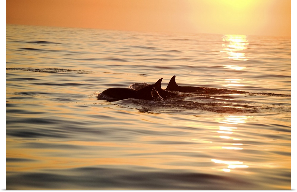 Silhouette of a pair of Bottlenose Dolphin (Tursiops aduncus) surfacing at sunrise, Nelson Mandela Bay (formally Algoa Bay...