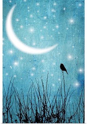 Silhouette of one bird and branches against a blue starry night with a quarter moon.