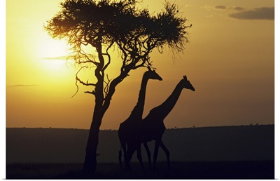 Silhouetted giraffes at sunset, Africa