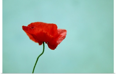 Simple red poppy against turquoise blue background.