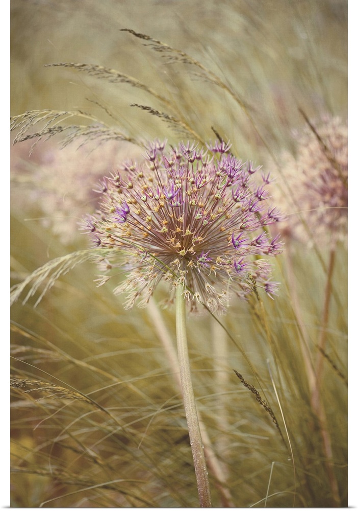 Single dried flower head of Allium Purple Sensation amongst stipa grasses.