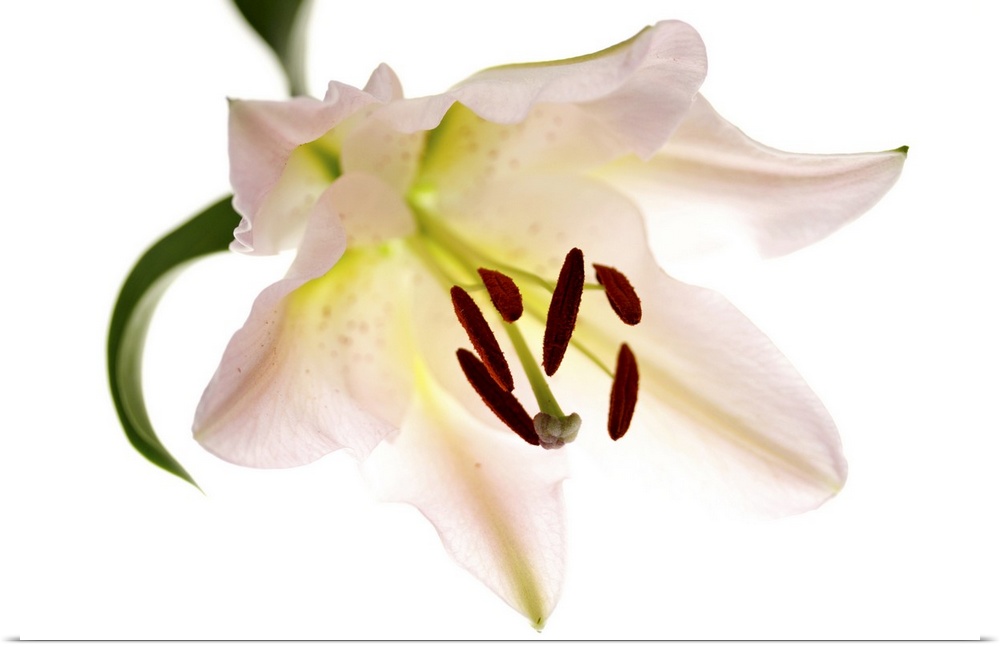 Single Lily Flower