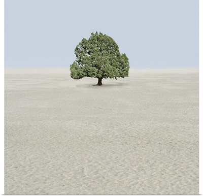 Single tree in desert